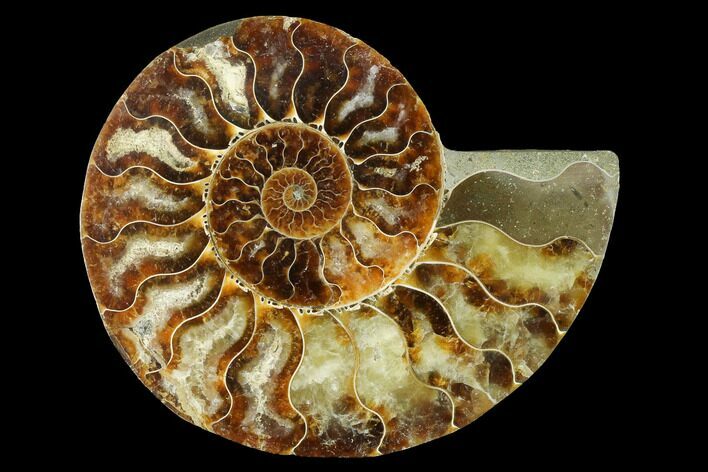 Cut & Polished Ammonite Fossil (Half) - Madagascar #166845